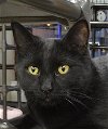 adoptable Cat in massapequa, NY named ABBY