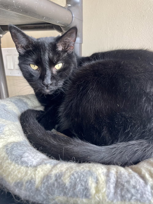ABBY - Domestic Short Hair available for adoption