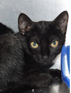 SUSAN - Domestic Short Hair available for adoption