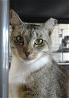 adoptable Cat in massapequa, NY named Lyric