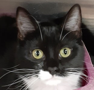 JENNA - Domestic Short Hair available for adoption
