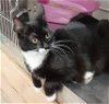 adoptable Cat in massapequa, NY named Jenna