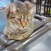 JANIE - Photo 2