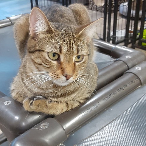 JANIE - Domestic Short Hair / Tabby available for adoption