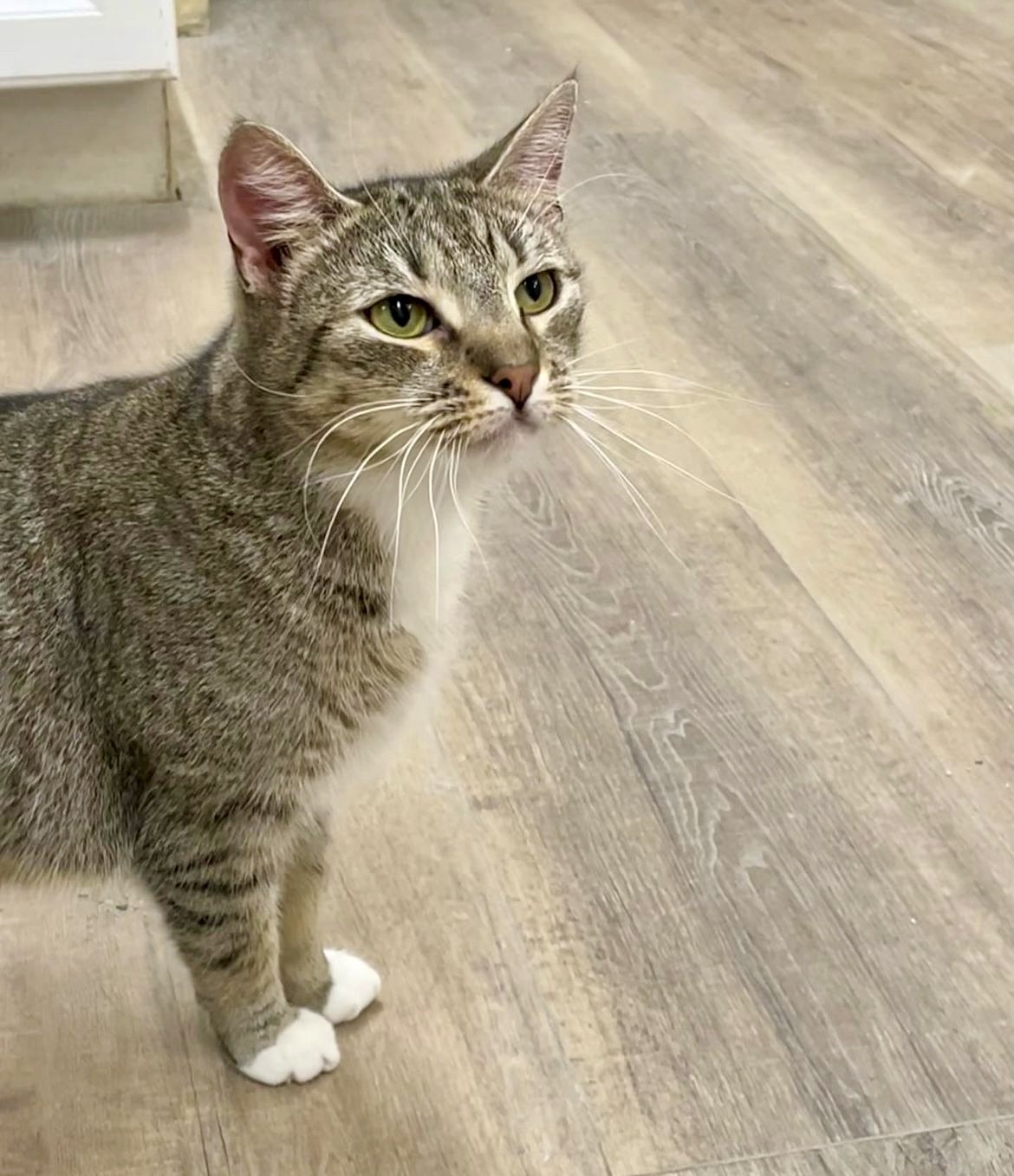 adoptable Cat in Massapequa, NY named JANIE