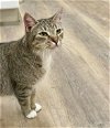 adoptable Cat in massapequa, NY named JANIE