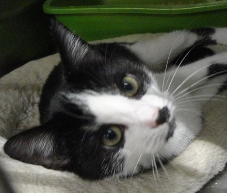 TONI - Domestic Short Hair available for adoption