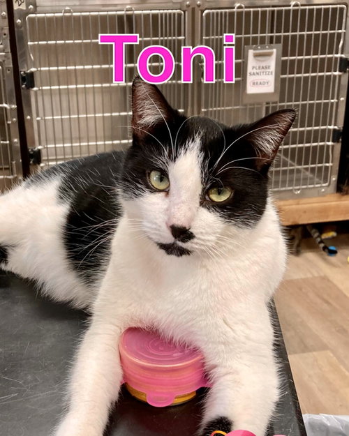 Photo 3 of TONI