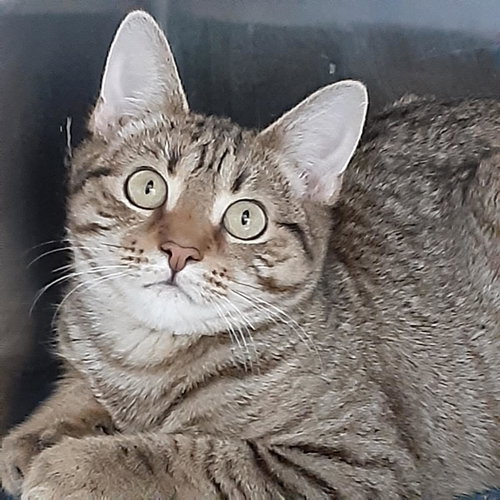 PARIS - Domestic Short Hair available for adoption