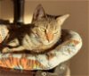 adoptable Cat in massapequa, NY named Paris