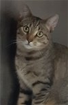 adoptable Cat in massapequa, NY named Pam
