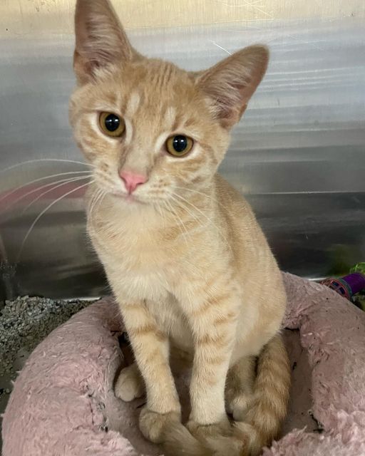 Cats for Adoption in Queens Village, New York Alpha Paw