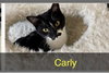 CARLY - Photo 2