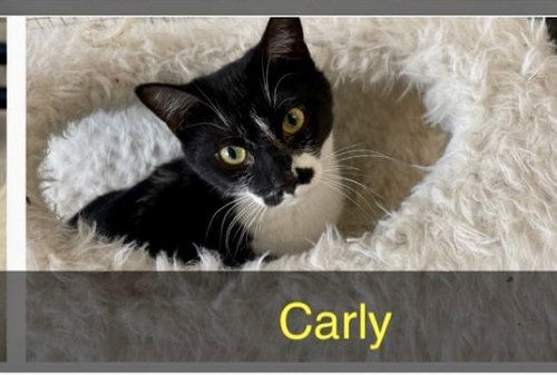 CARLY - Domestic Short Hair available for adoption