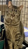 adoptable Cat in massapequa, NY named JACKIE