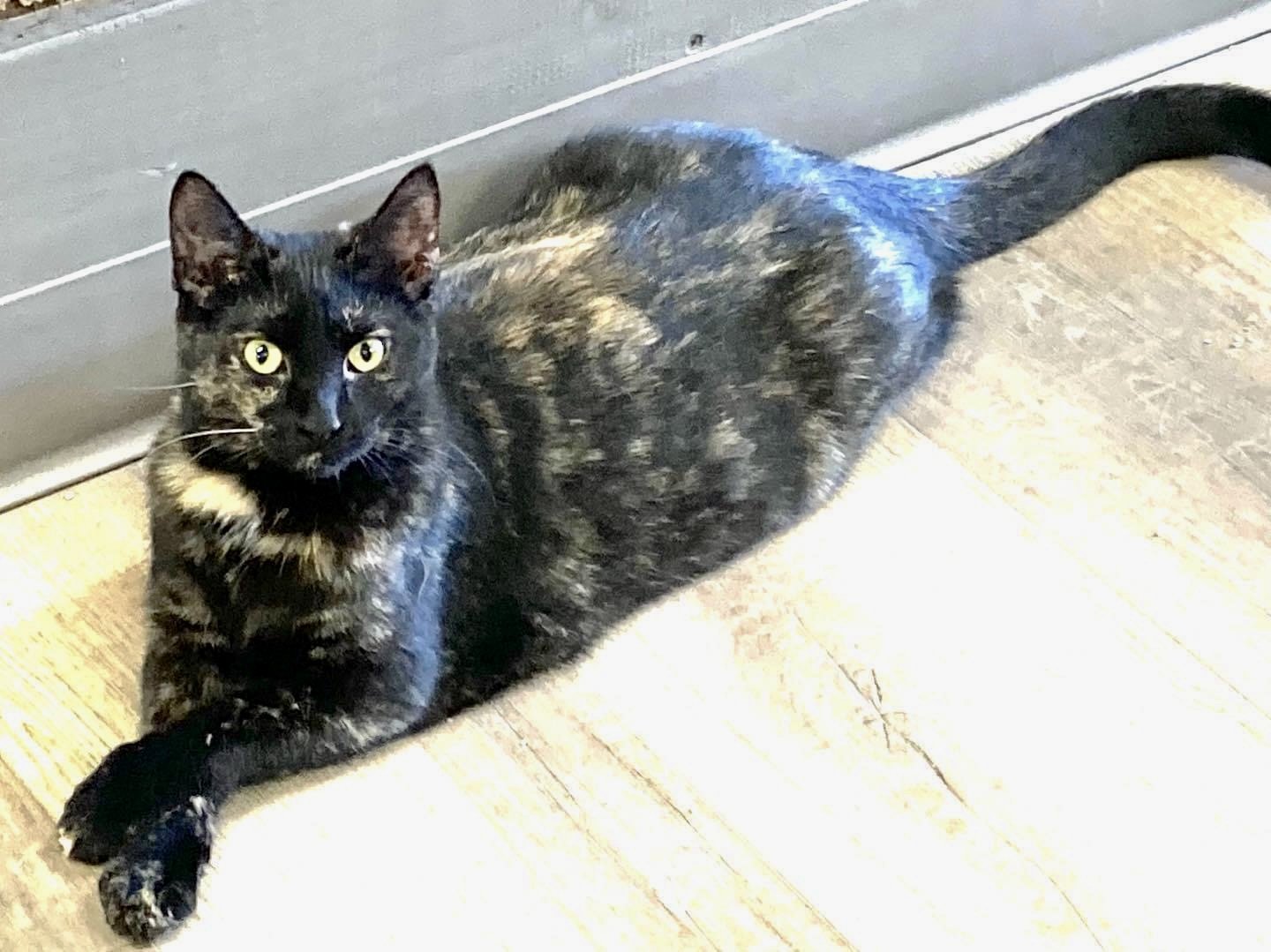 adoptable Cat in Massapequa, NY named Sushi