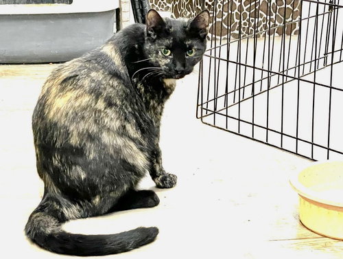 SUSHI - Domestic Short Hair / Tortoiseshell available for adoption