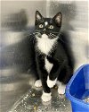adoptable Cat in massapequa, NY named LANCE