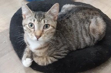adoptable Cat in Massapequa, NY named FEATHER