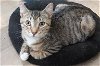 adoptable Cat in massapequa, NY named FEATHER