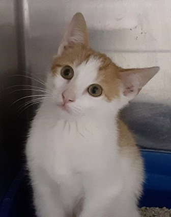 PRINCE - Domestic Short Hair available for adoption