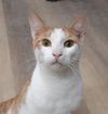 adoptable Cat in Massapequa, NY named Prince