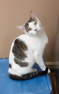 adoptable Cat in Massapequa, NY named Alexis