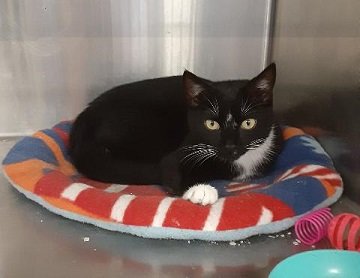 adoptable Cat in Massapequa, NY named Lewis
