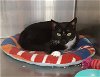 adoptable Cat in massapequa, NY named Lewis