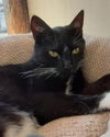 adoptable Cat in Massapequa, NY named Lewis