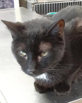 LISA - Domestic Short Hair available for adoption