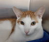 Presley - Photo 2