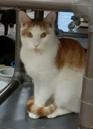 Presley - Domestic Short Hair