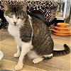 adoptable Cat in massapequa, NY named Ariel