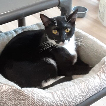 POPPY - Domestic Short Hair available for adoption