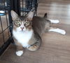 adoptable Cat in Massapequa, NY named Calvin