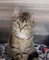 adoptable Cat in Massapequa, NY named Lacey