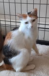 adoptable Cat in Massapequa, NY named Dawn