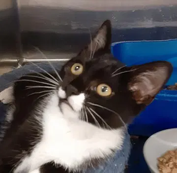 Lyla - Domestic Short Hair