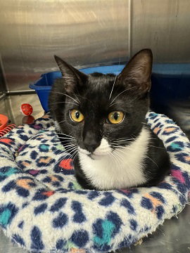 LYLA - Domestic Short Hair available for adoption