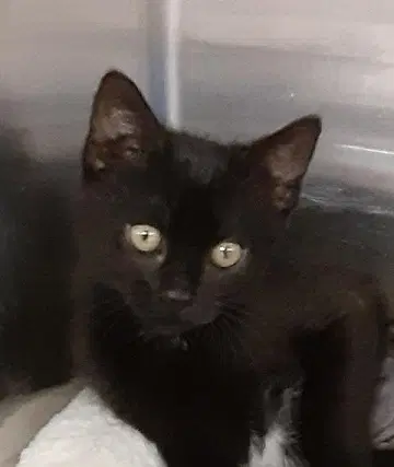 Lilly - Domestic Short Hair