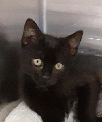 picture of the cat needing adoption
