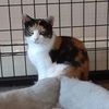 adoptable Cat in Massapequa, NY named Autumn