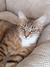 adoptable Cat in Massapequa, NY named Ashley