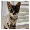 adoptable Cat in Massapequa, NY named Bobbi