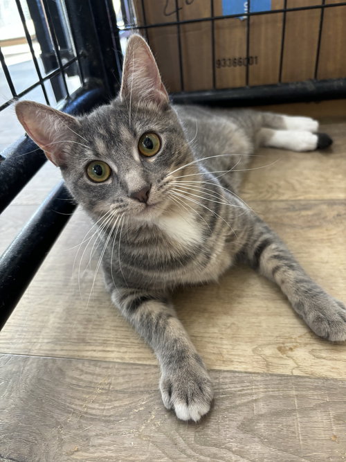 BOBBI - Domestic Short Hair available for adoption