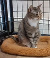 adoptable Cat in massapequa, NY named Roxy