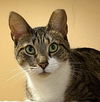 adoptable Cat in massapequa, NY named Paloma
