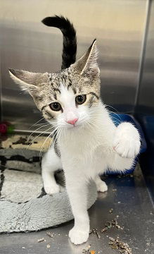 picture of the cat needing adoption