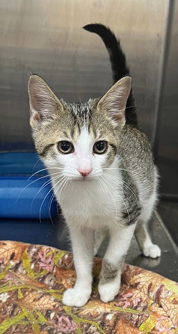 picture of the cat needing adoption